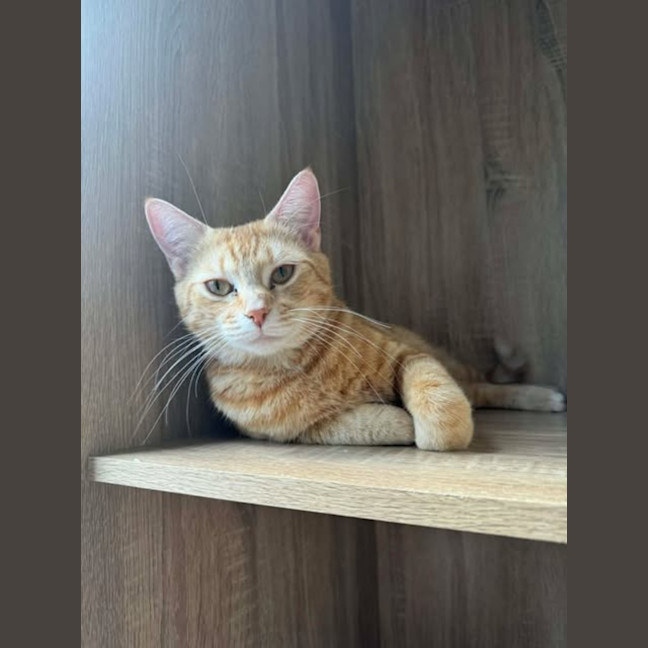Photo of Clementine