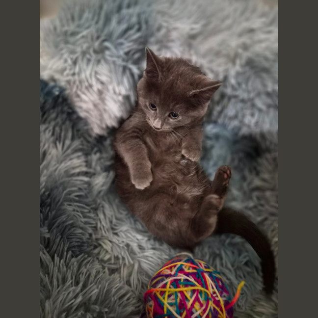 Photo of Poppy