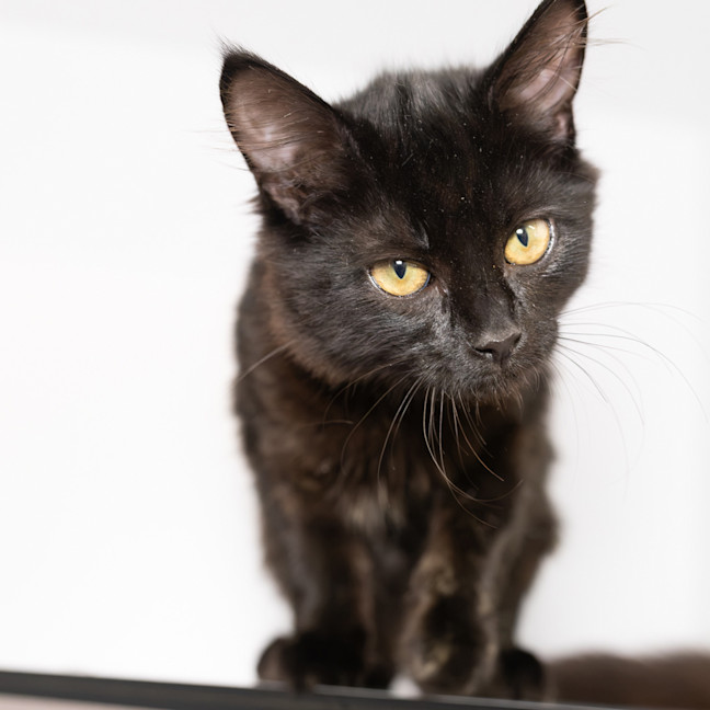 Photo of Licorice