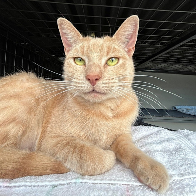 Photo of Hades Rsua009113