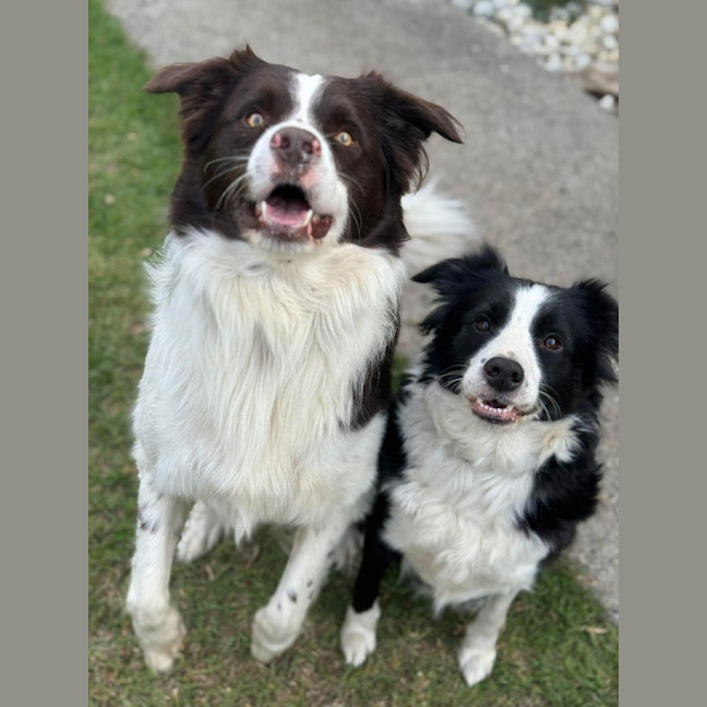 Photo of Roxxy & Rustic 