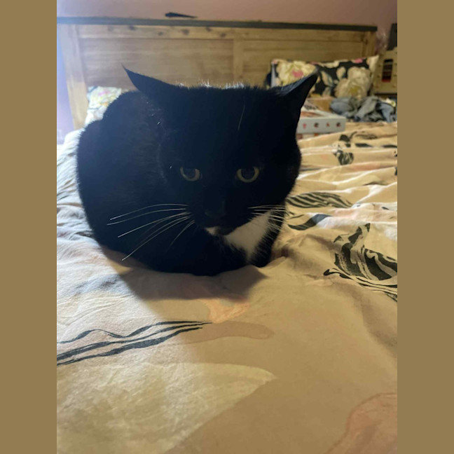 Photo of Hershey   Located In Bentleigh East