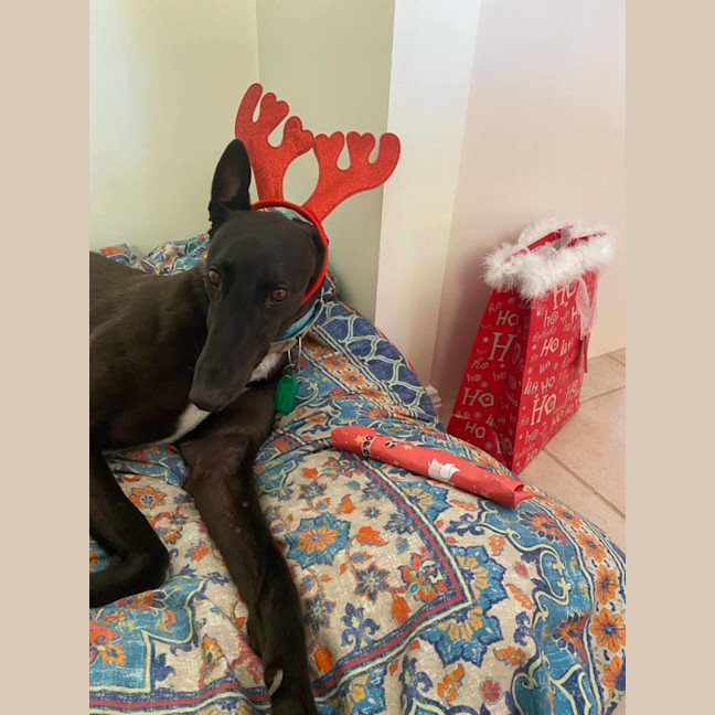 Photo of Missy, They Greyhound