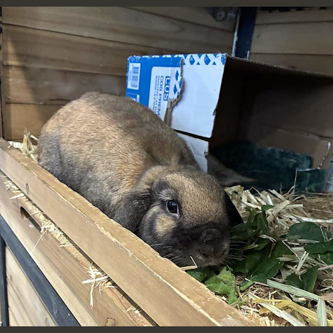 Photo of Toffee
