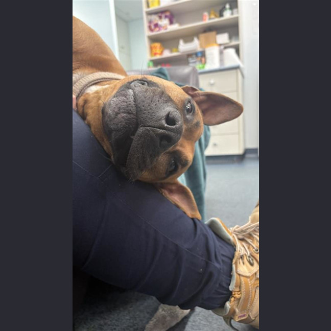 Photo of Honey