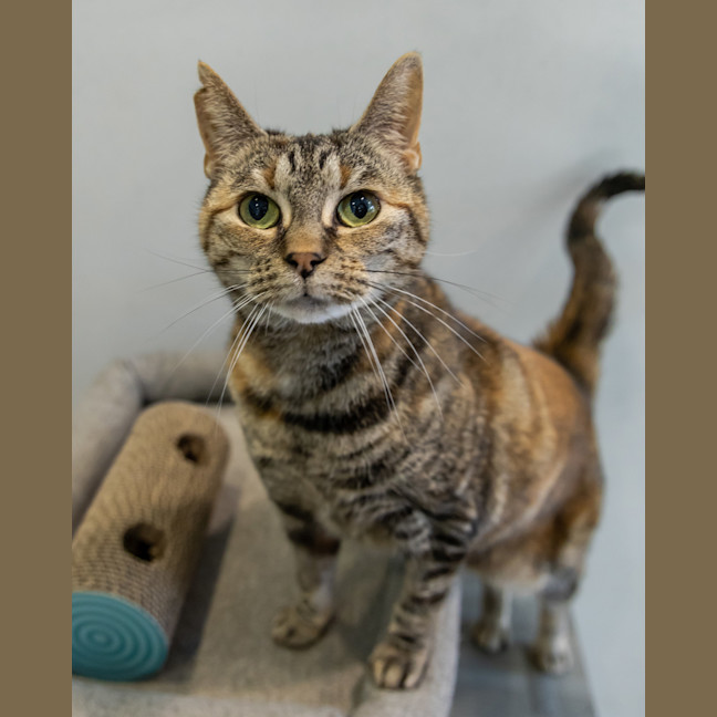 Photo of Wedge