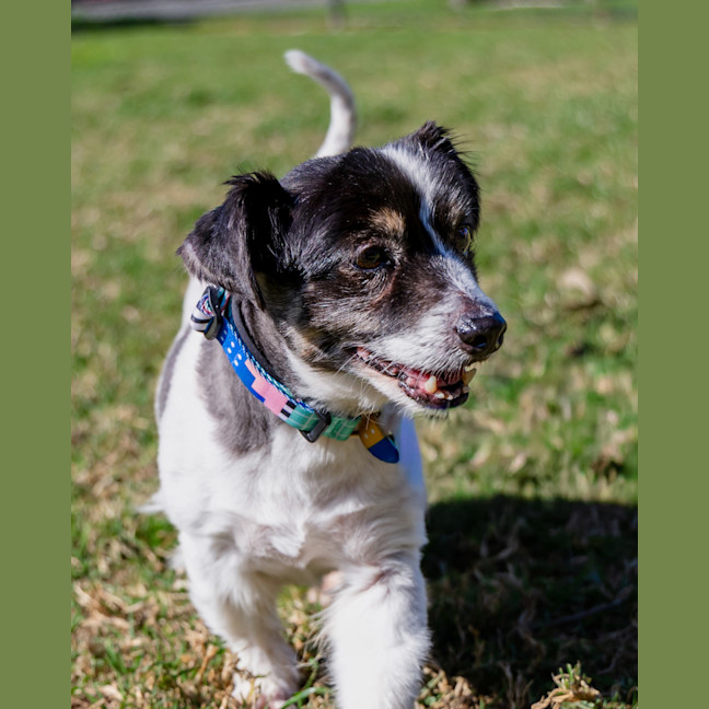 Photo of Bolt