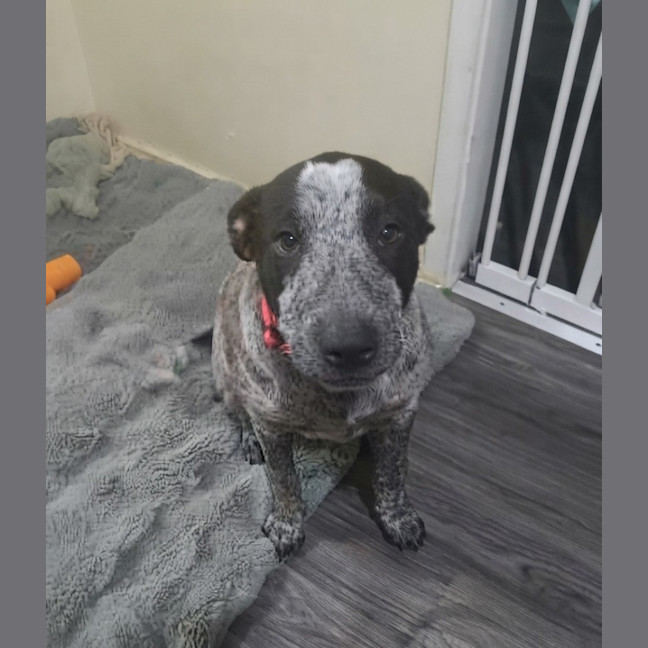 Photo of Sadie 