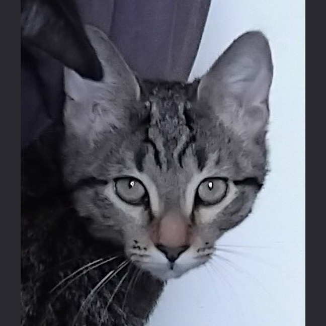 Photo of Violet