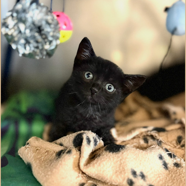 Photo of Raven