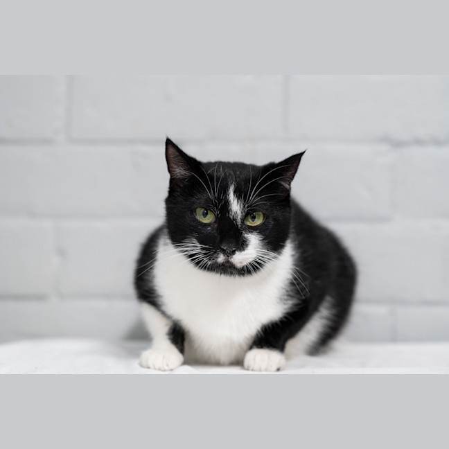 Photo of Morticia