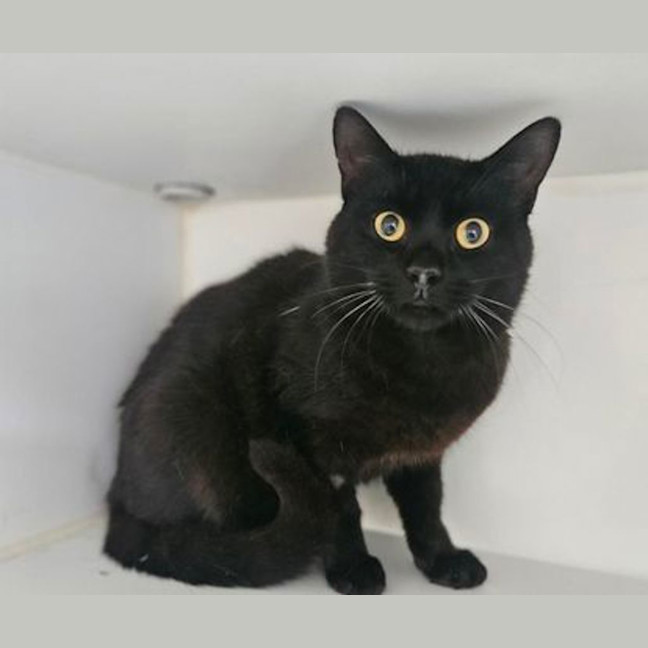 Photo of Catrick Swayze