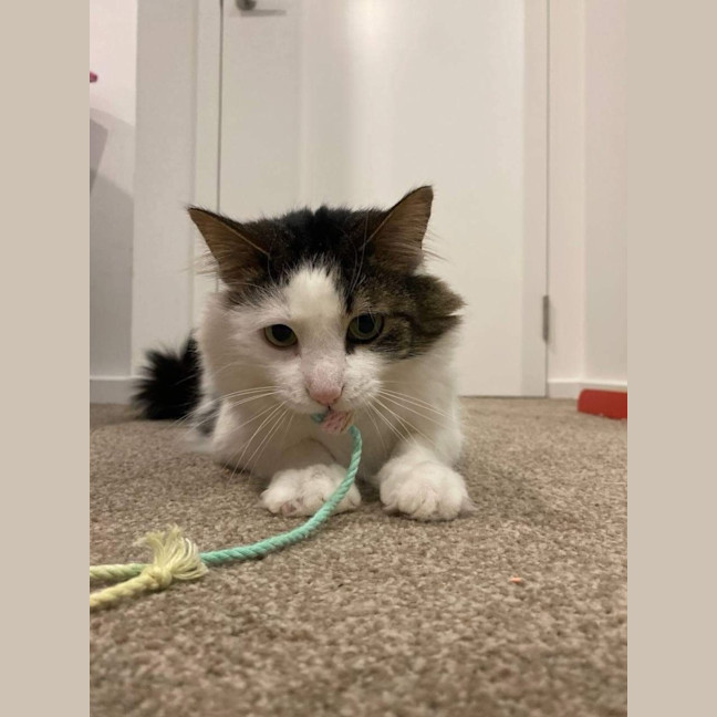 Photo of Patch