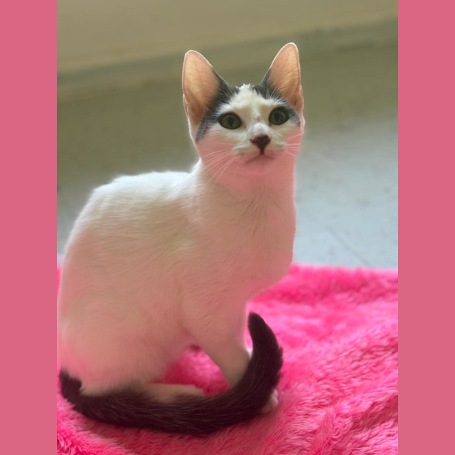 Photo of Pearline