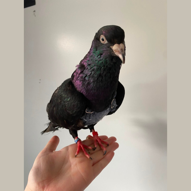 Photo of Magic Oilspill