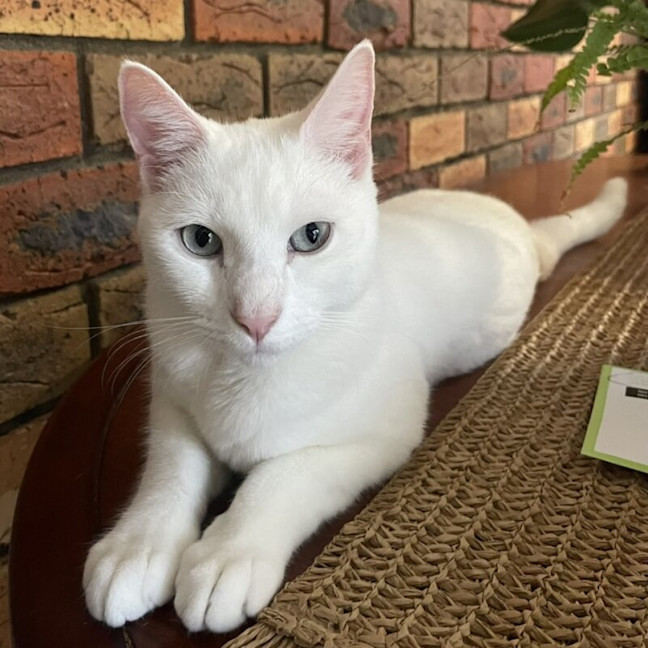 Photo of Amelia
