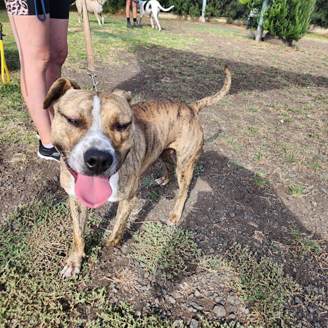 Photo of Banjo (65007)