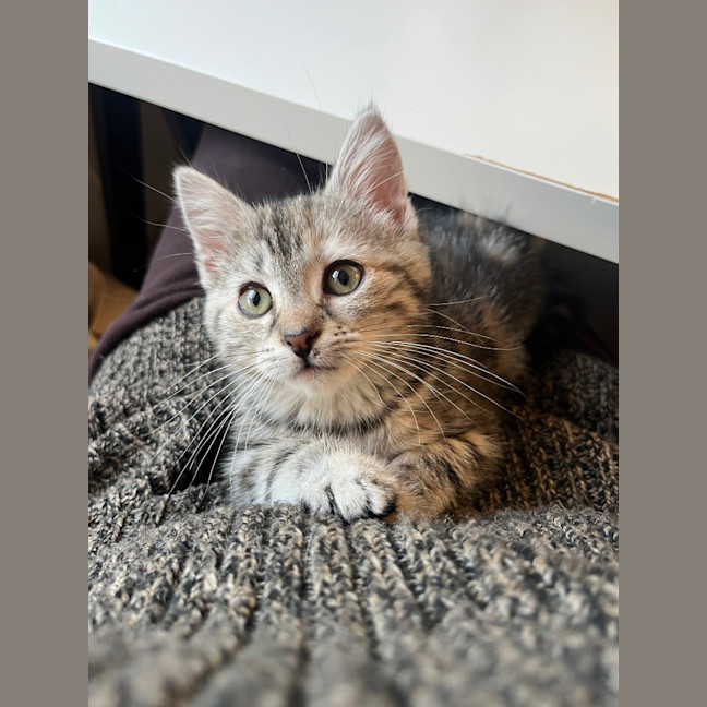 Photo of Sage