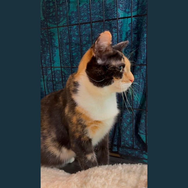Photo of Jesie