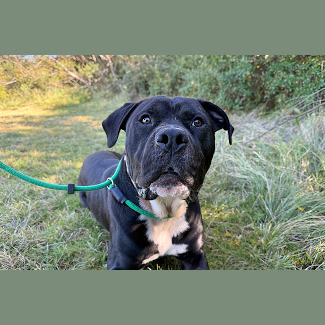 Photo of Archie