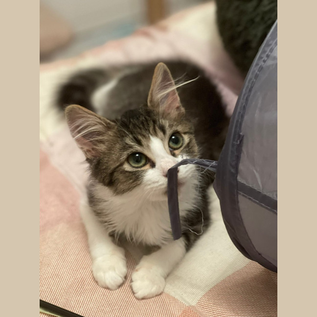 Photo of Alfie