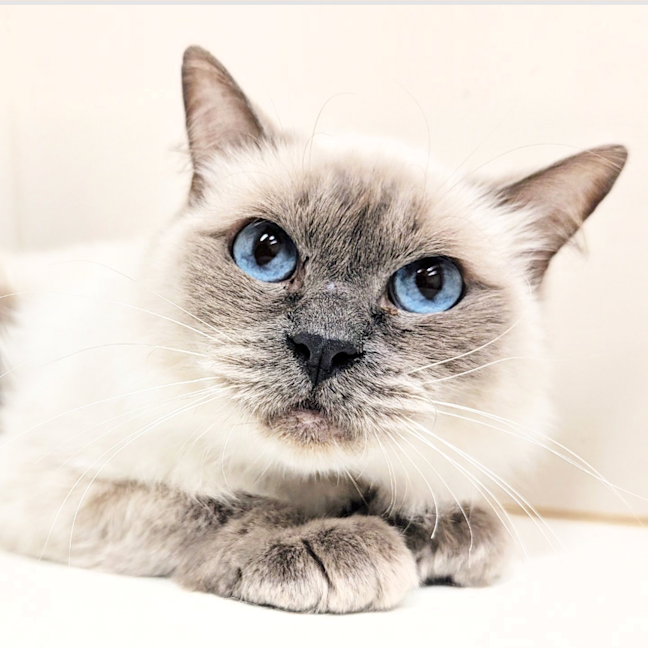 Photo of Bramble