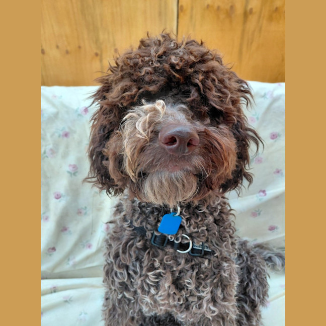 Photo of Truffle