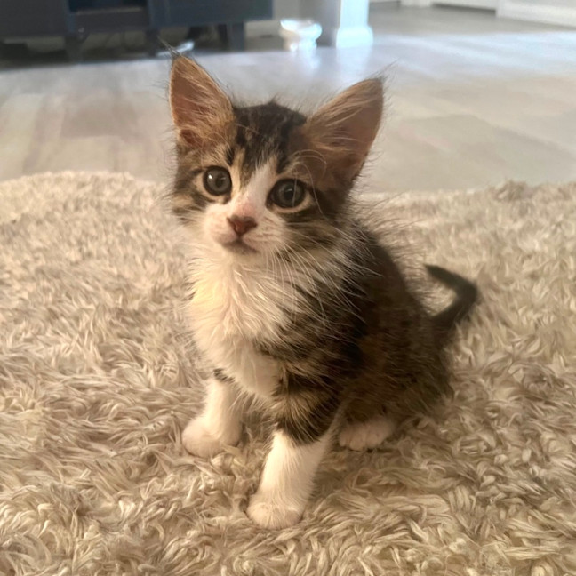 Photo of Tommy 🧸