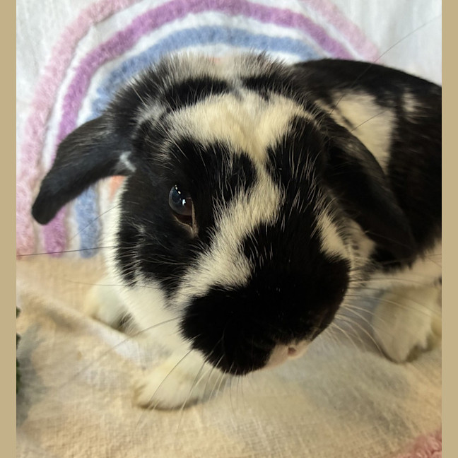 Photo of Arthur