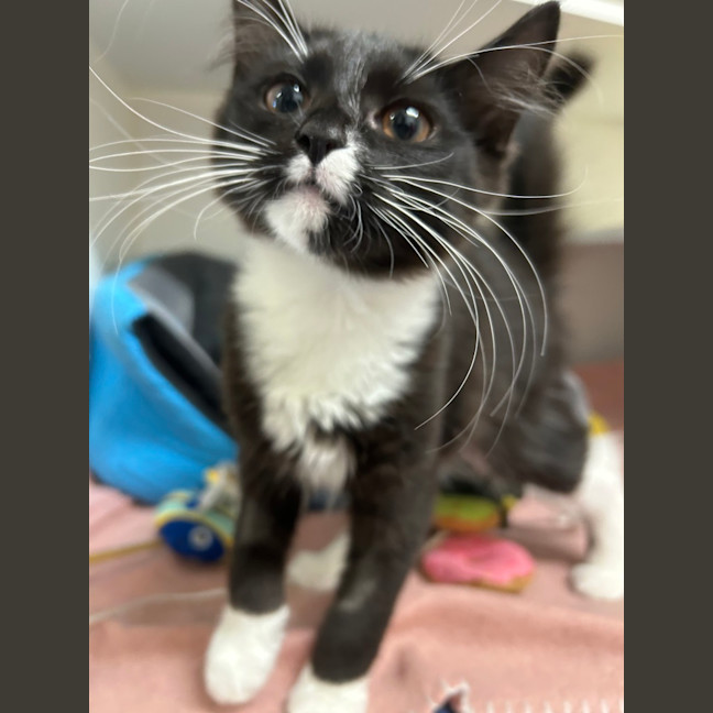 Photo of Nyx
