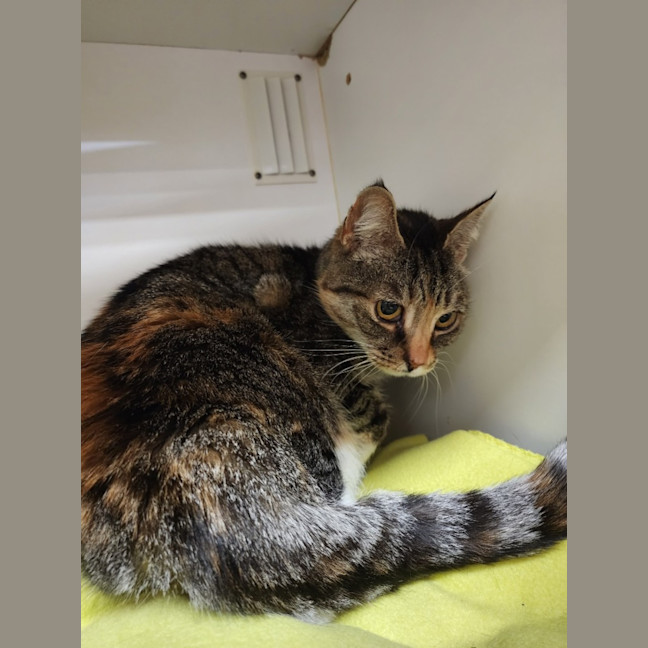 Photo of Yasmina Skittleton