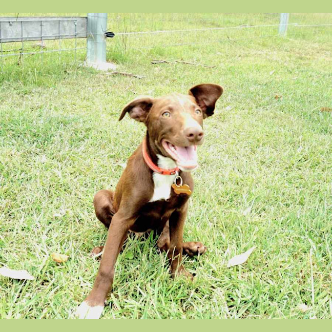 Photo of Scotch