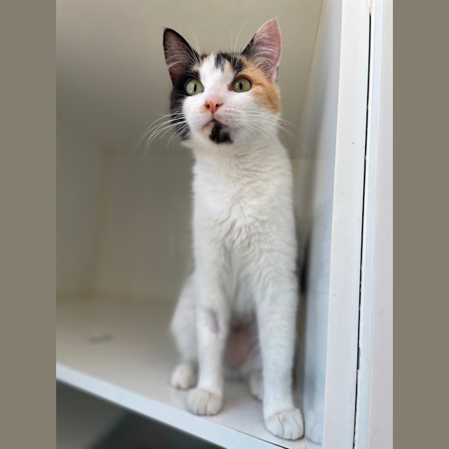 Photo of Luna