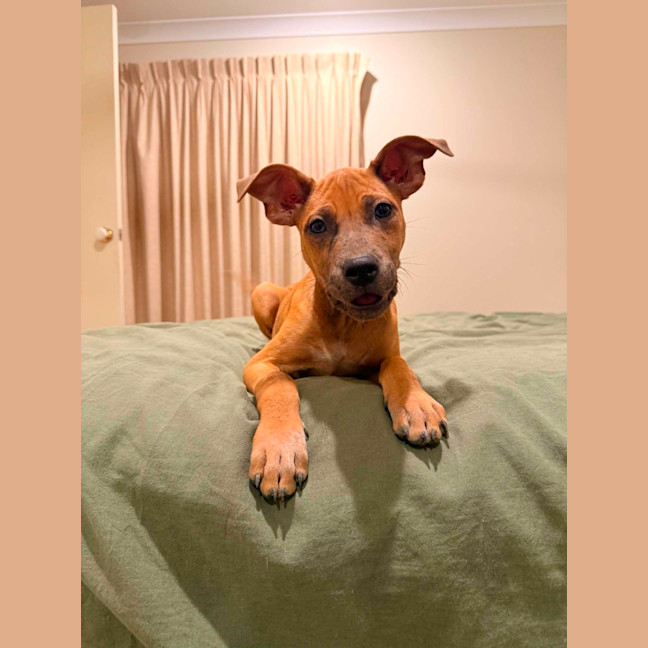 Photo of Beanie Weanie 
