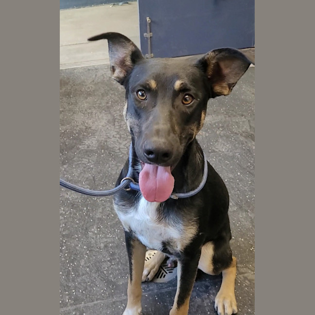 Photo of Johnny Rotten