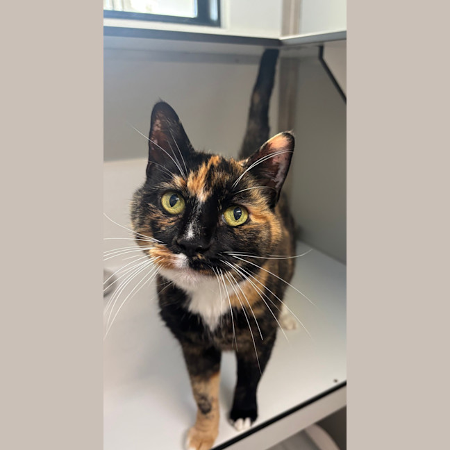Photo of Mabel