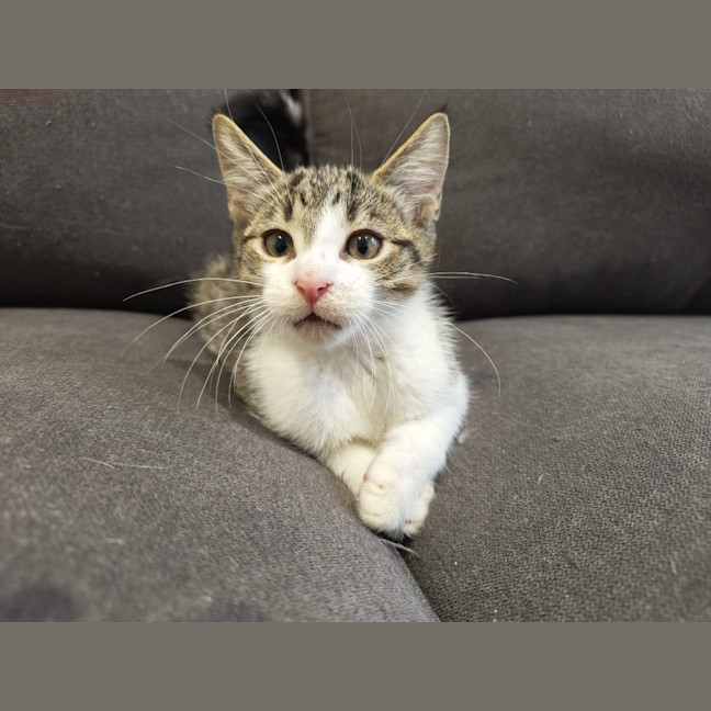 Photo of Purrcy
