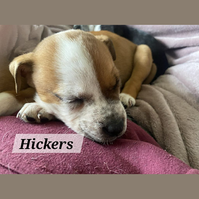 Photo of Hickers