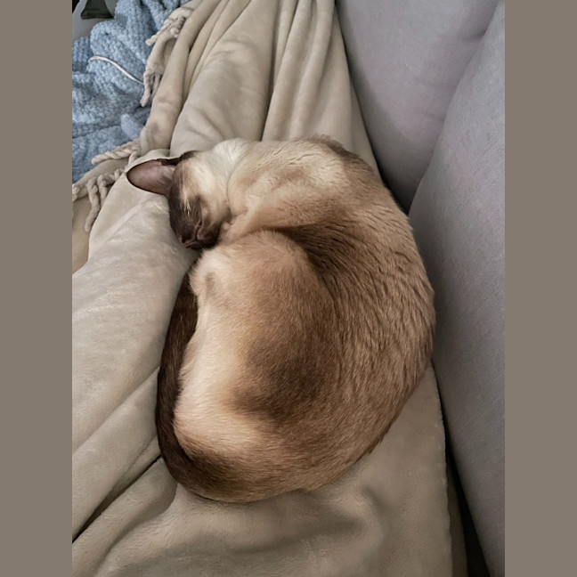 Photo of Archie