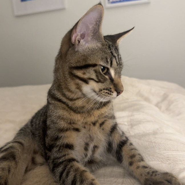 Photo of Macaroni