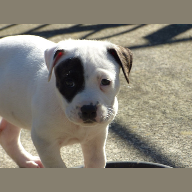 Photo of Tilli/Scout