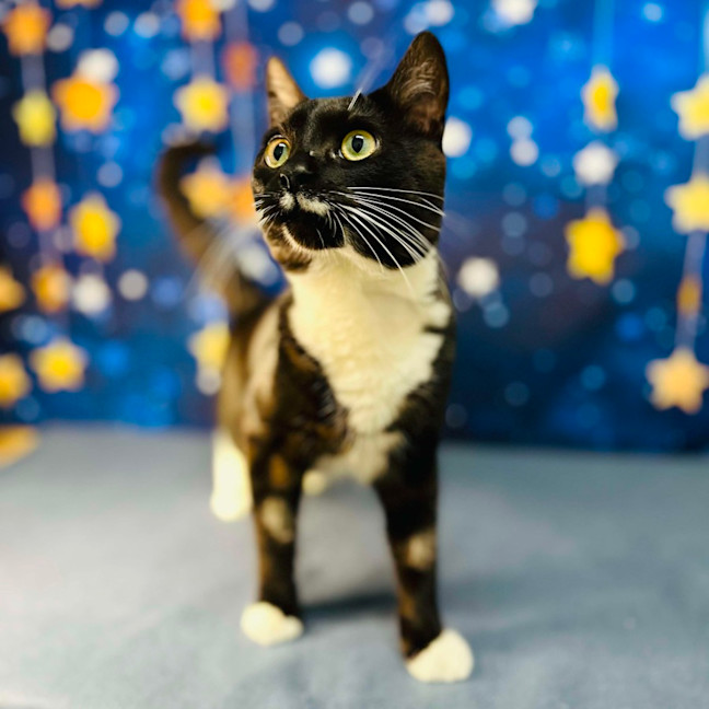 Photo of Flint   Located In Keilor Downs