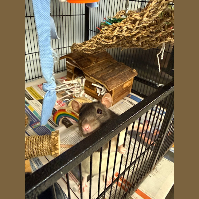Photo of Ratticus 