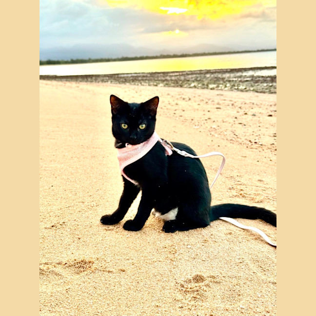 Photo of Twiglet