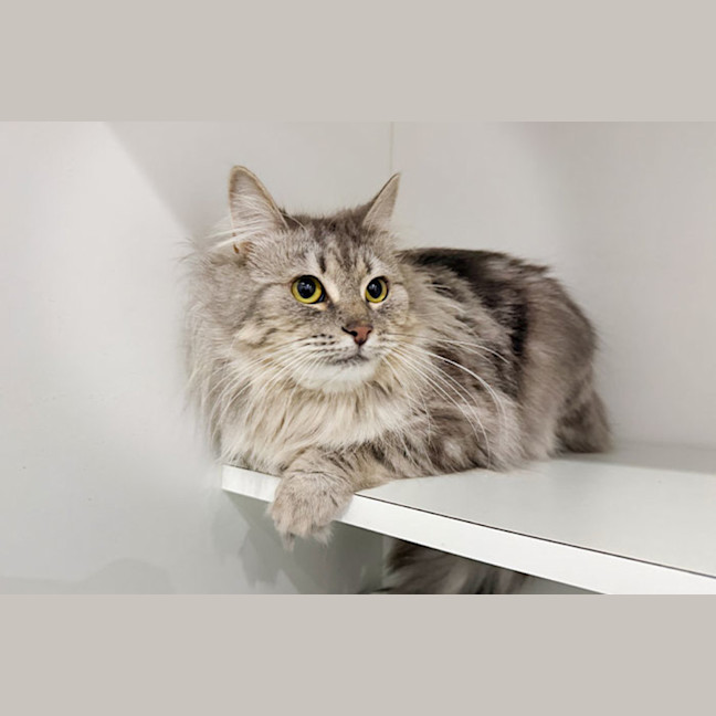 Photo of Truffle