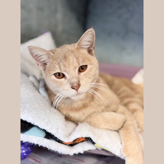 Photo of Peanut