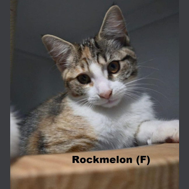 Photo of Rockmelon