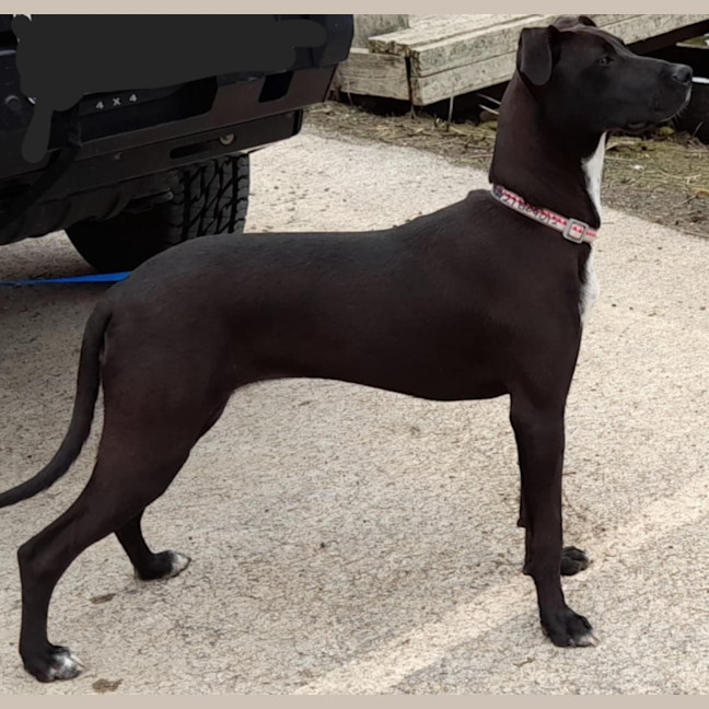 Photo of Sadie