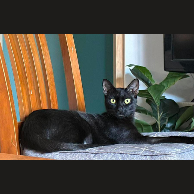 Photo of Kali