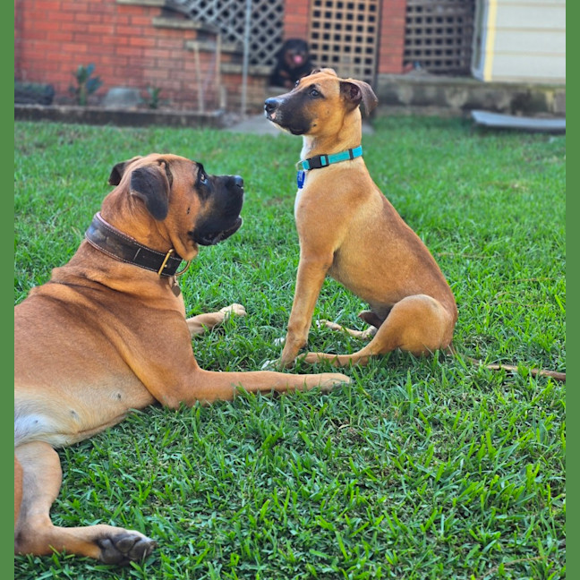 Photo of Teddy   6 Month Old Mastiff X